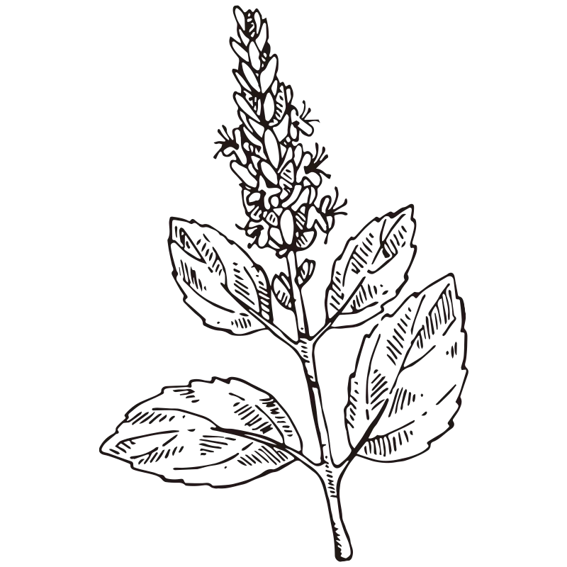 Patchouli
