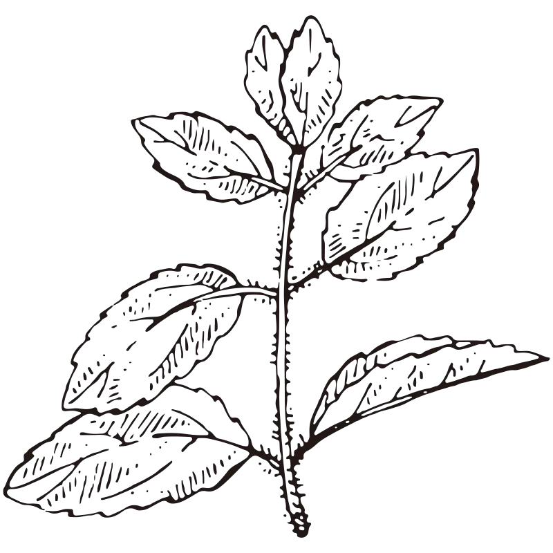 Holy Basil