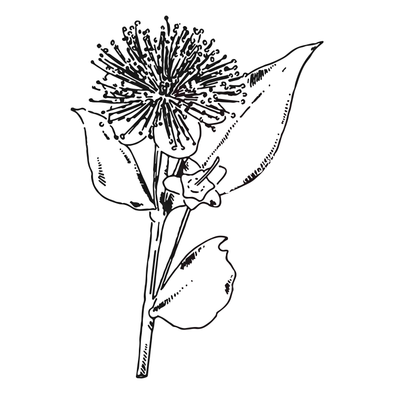 Red Myrtle