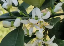 橙花 / 中国福建