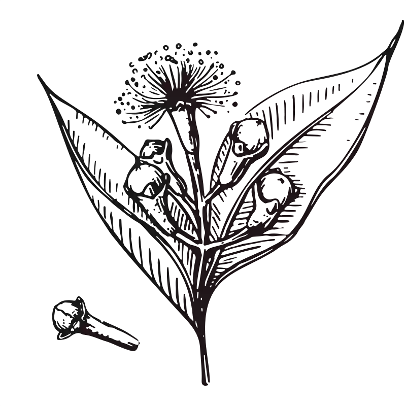 Clove Bud