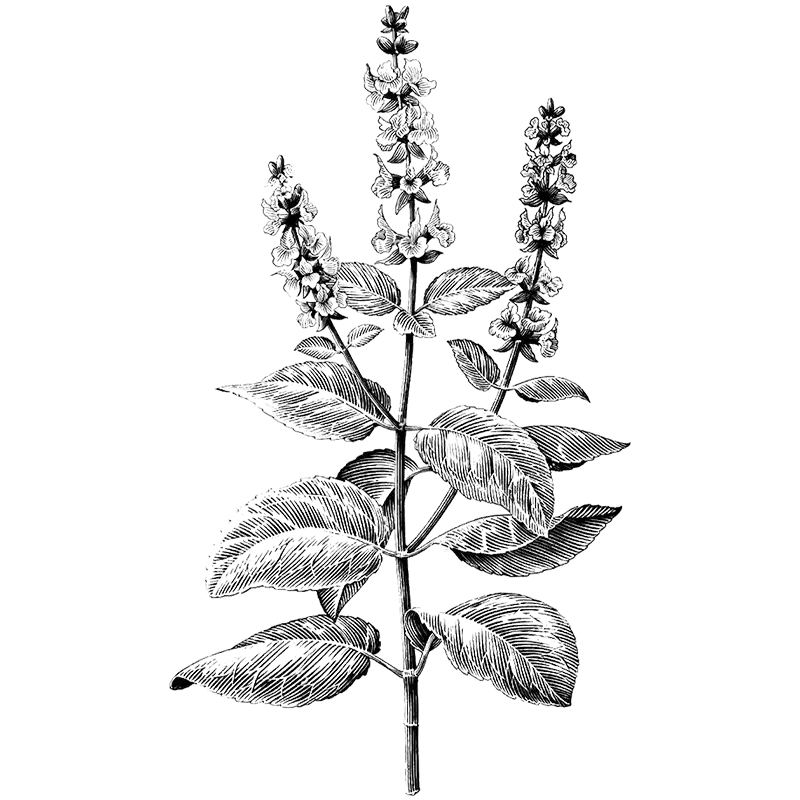 Clary Sage Essential Oil
