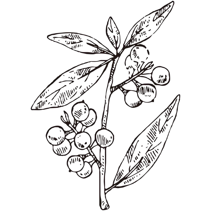 山苍子