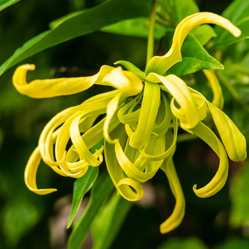 Ylang Ylang-image