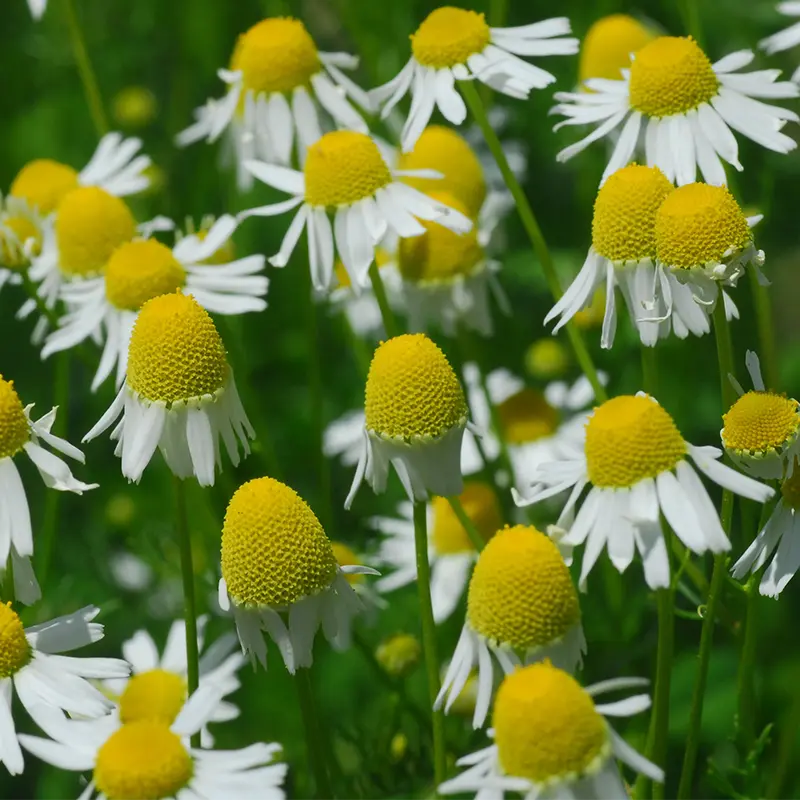 German Chamomile-image