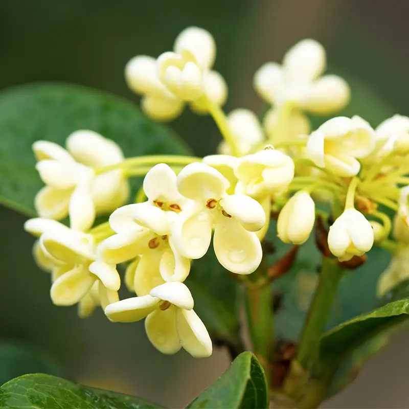 Osmanthus-image