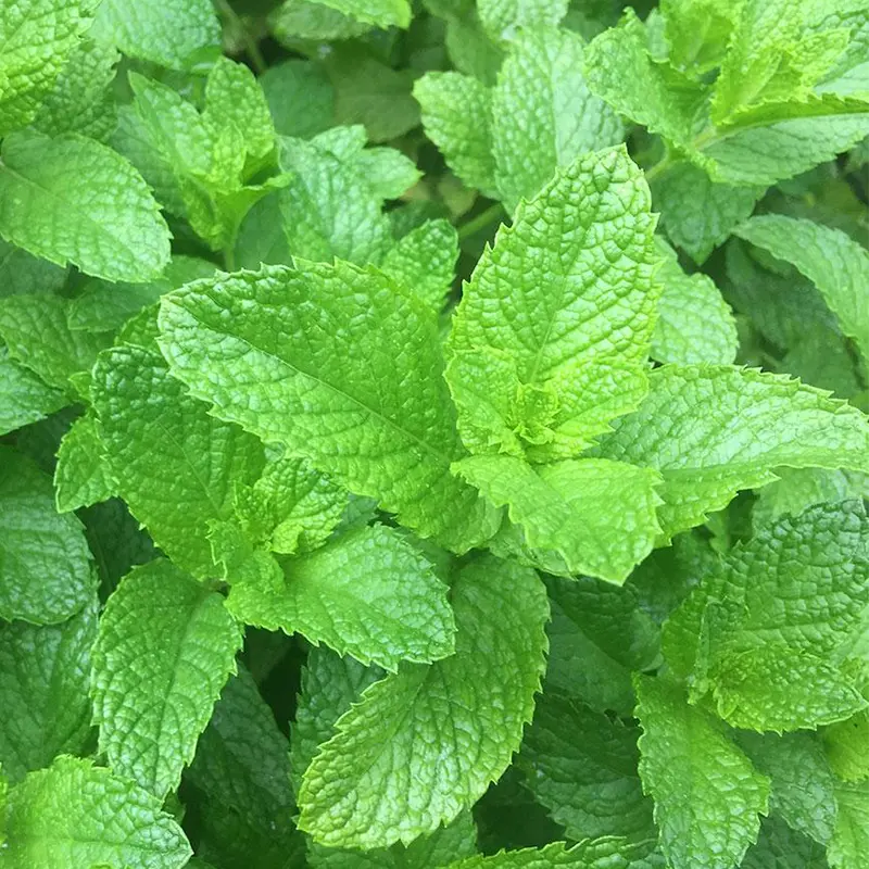 Spearmint-image