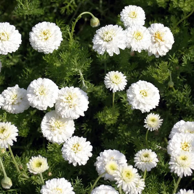 Roman Chamomile-image