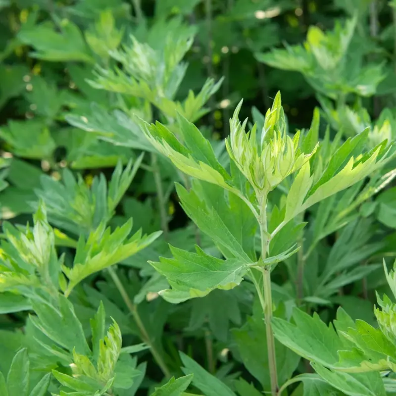 Mugwort-image