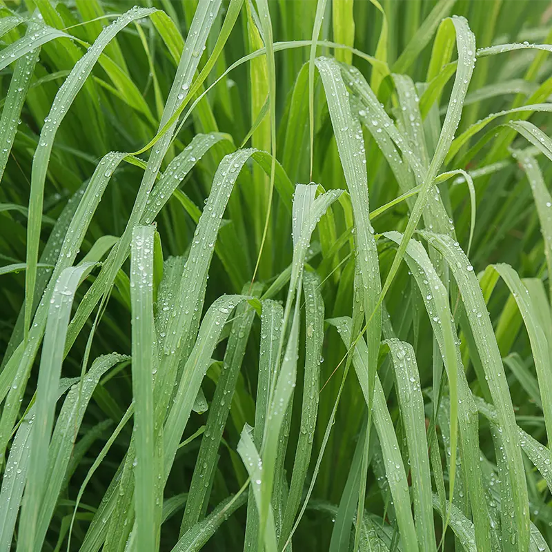 Citronella-image